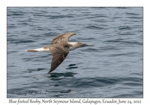 Blue-footed Booby