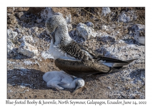 Blue-footed Boobies