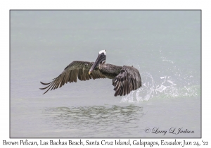 Brown Pelican