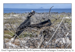 Great Frigatebirds