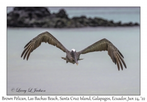 Brown Pelican