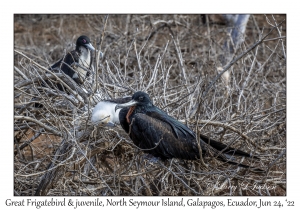 Great Frigatebirds