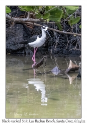 Black-necked Stilt