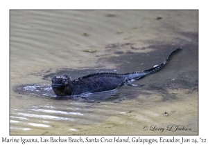 Marine Iguana