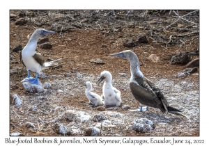 Blue-footed Boobies