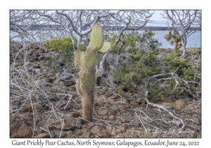 Giant Prickly Pear Cactus