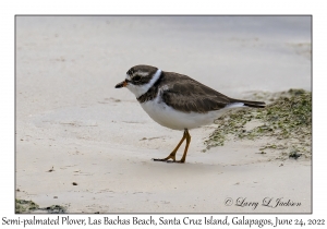 Semi-palmated Plover