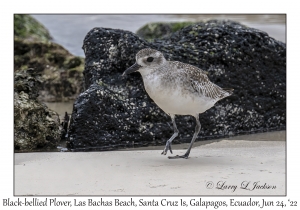 Black-bellied Plover