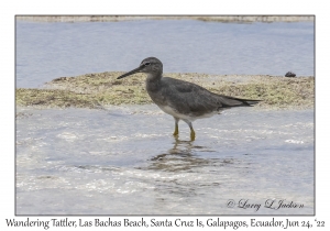 Wandering Tattler