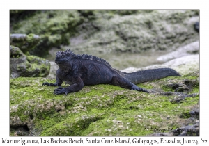 Marine Iguana