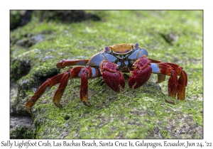 Sally Lightfoot Crab