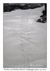 Marine Iguana tracks