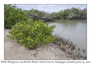 White Mangrove