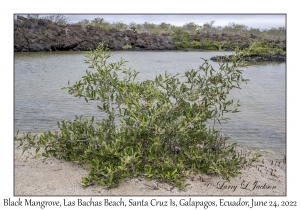 Black Mangrove