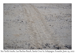 Sea Turtle Tracks