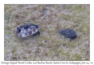 Orange-tipped Hermit Crabs