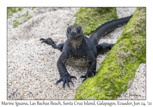 Marine Iguana