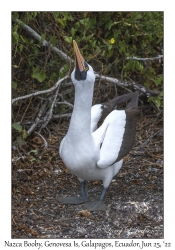 Nazca Booby