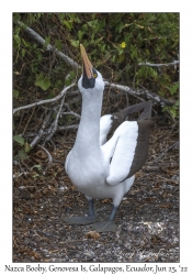 Nazca Booby