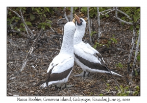 Nazca Boobies