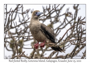 Red-footed Booby