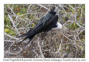 Great Frigatebirds