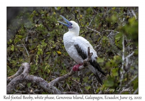 Red-footed Booby