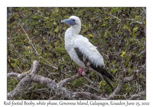 Red-footed Booby