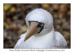 Nazca Booby