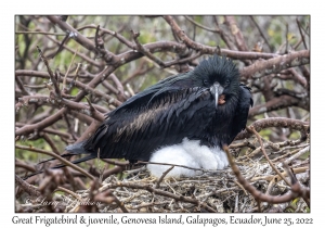 Great Frigatebirds