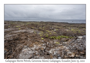 Galapagos Storm Petrels