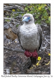 Red-footed Booby