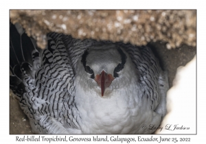 Red-billed Tropicbird