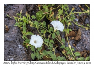 Arrow-leafed Morning Glory