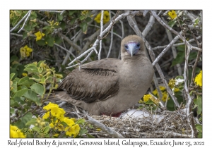 Red-footed Boobies