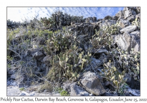 Prickly Pear Cactus