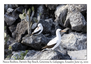 Nazca Boobies