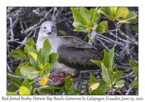 Red-footed Booby