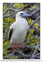 Red-footed Booby