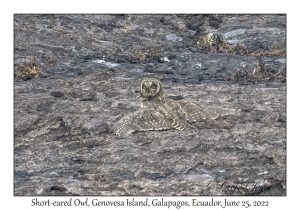 Short-eared Owl