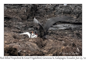 Great Frigatebird & Red-billed Tropicbird