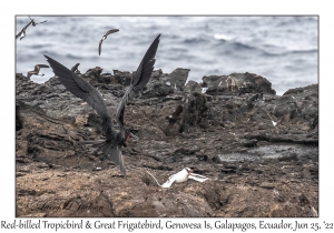 Great Frigatebird & Red-billed Tropicbird