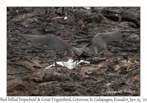 Great Frigatebird & Red-billed Tropicbird