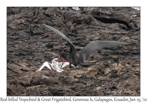 Great Frigatebird & Red-billed Tropicbird