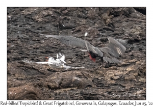 Great Frigatebird & Red-billed Tropicbird