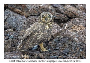 Short-eared Owl