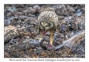 Short-eared Owl