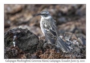 Galapagos Mockingbird