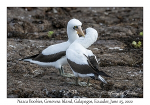 Nazca Boobies