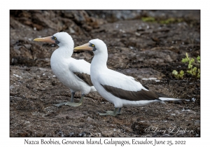 Nazca Boobies